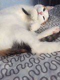КИСУЛЯ