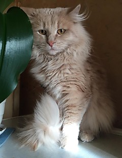 КЕКС